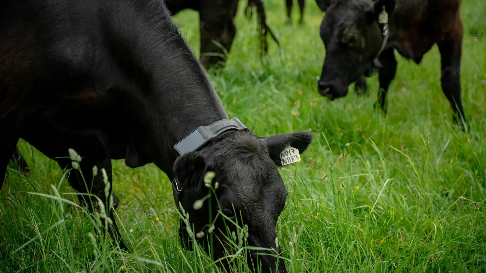 Startup-ul Halter, care dezvoltă zgărzi inteligente pentru vaci, a atras investiții de 2 miliarde de dolari